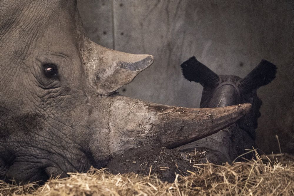 Københavns Zoologiske Have luftede tanker om at åbne