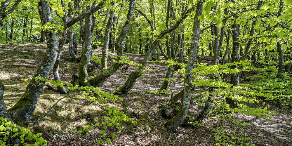 Manglen på urørt og vild natur er kun et af de helt store problemer i Danmarks manglende succes med at indfri de internationale krav til naturen. Nu indgår Danmarks Naturfredningsforening et partnerskab med Københavns Kommune om biodiversitet.