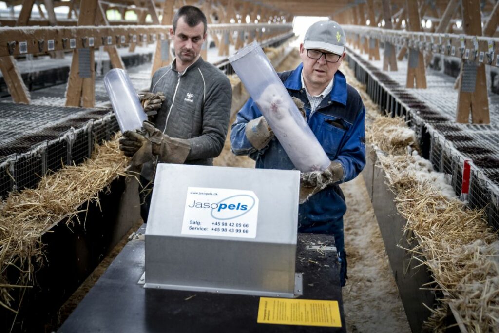 Mink aflives på minkfarm ved Næstved i november. Arkivfoto